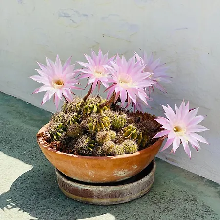 Apartman Santa Maria Traditional Stone Szánda María